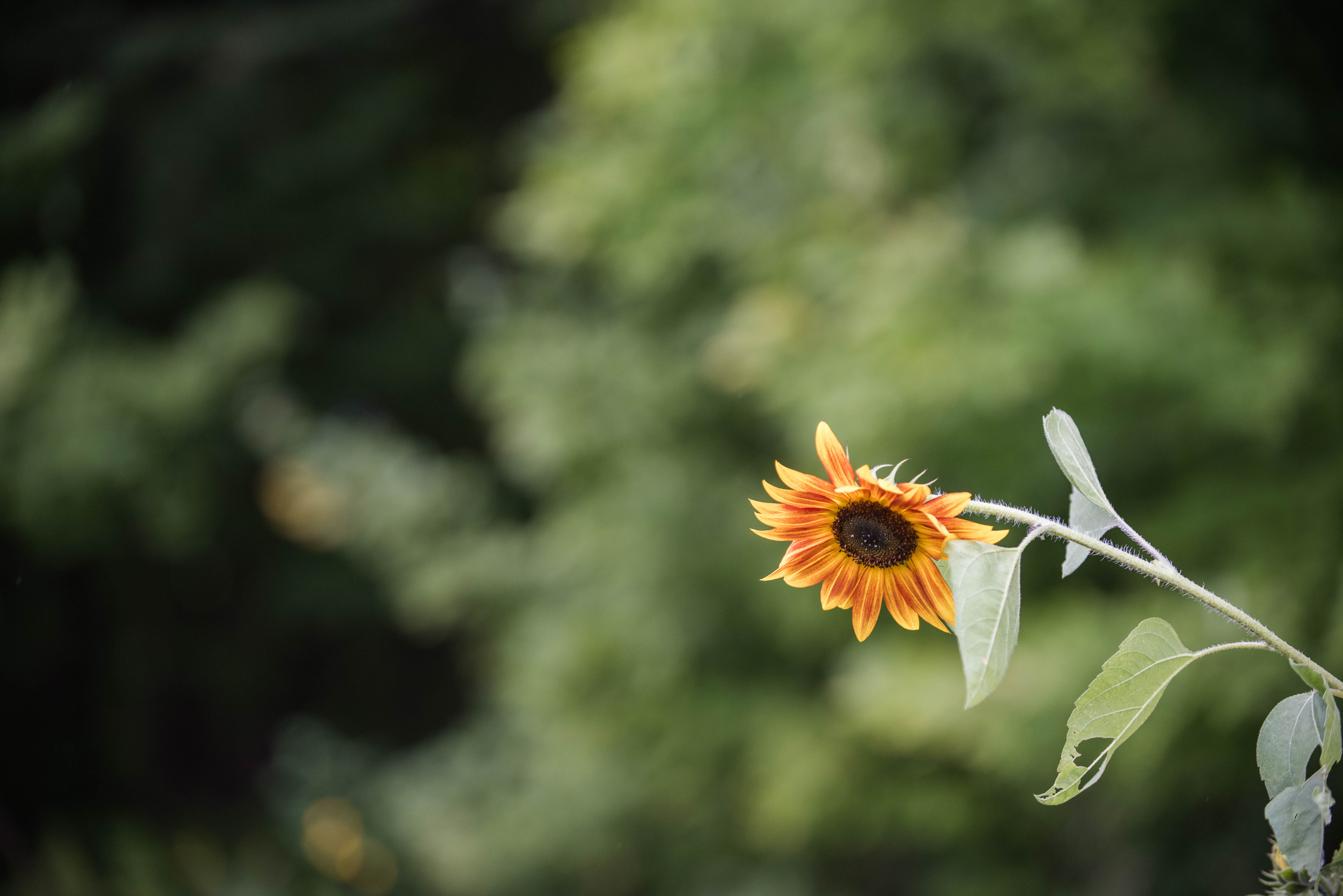 Deux belles occasions de s’impliquer au parc ce printemps